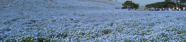 タシー's header image