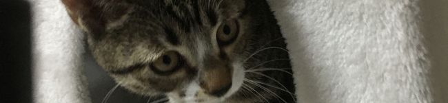 小型犬's header image