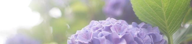 chkitchent's header image