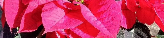 Suzy_Wu's header image