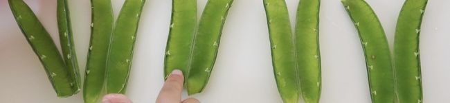 食育モンテ＊かな先生's header image