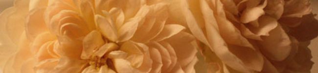 honohonono's header image