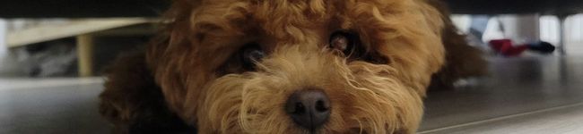 fuki_'s header image