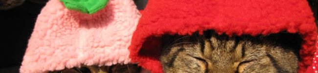 naooto's header image