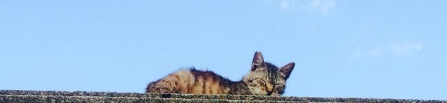 p_pk's header image