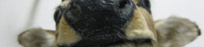 nink's header image