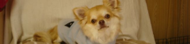 凛たんママ's header image