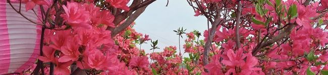 青森在住's header image