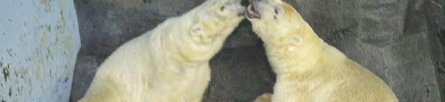myukys's header image