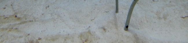 Bびー's header image