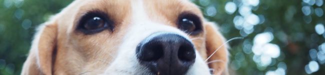 タツヤパパ's header image