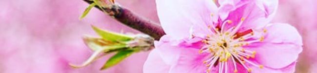 Shihoryori's header image