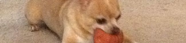 lovemojo's header image
