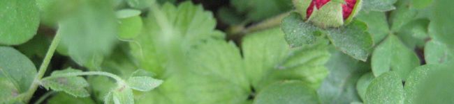 irietom's header image