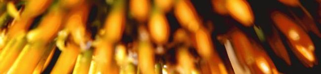 ruli1029j's header image