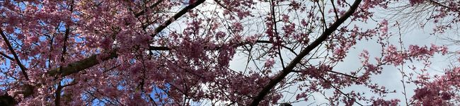 ドイツ在住主婦's header image