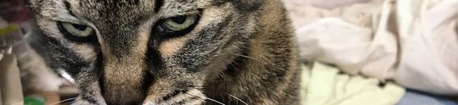 s06007's header image