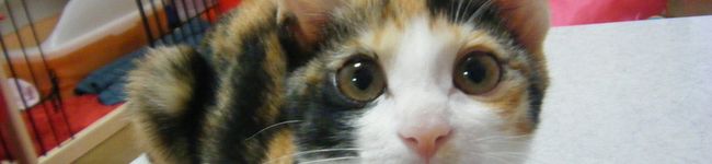 ミルク　銀's header image
