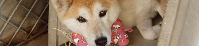 anko2001's header image
