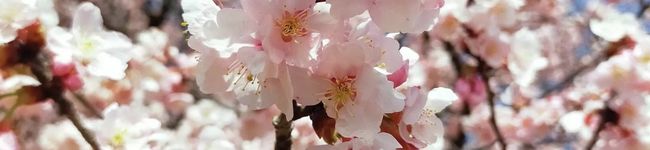 mai_min's header image