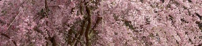 mimi☆323's header image