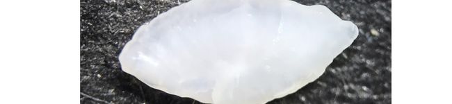 ポチ子耳石コレクター's header image