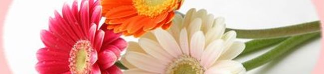 sho_nagomi's header image