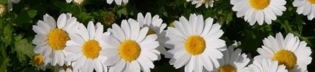 jasmine341's header image
