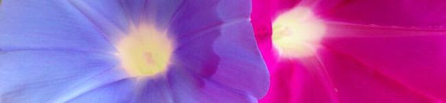 ＊ｓａｋａｓｈｏ＊'s header image