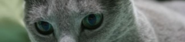 k13206's header image