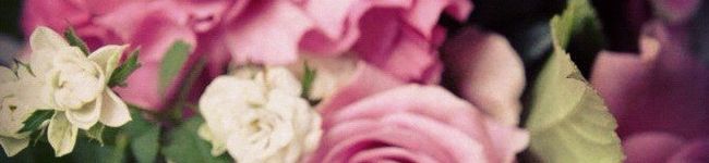 miuasagi's header image