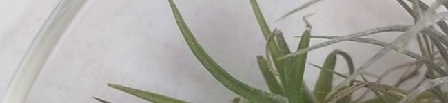ニーコロン's header image
