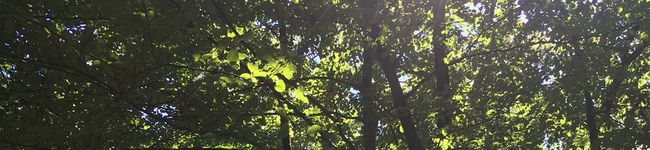 taidaim's header image