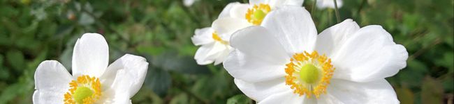 Tealoverin's header image