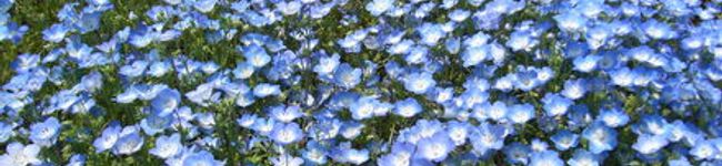 Hirorakuda's header image
