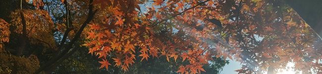 ＊＊ｍａｍａ＊＊'s header image