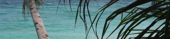 Lantana's header image