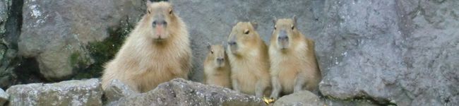 てとほママ。's header image