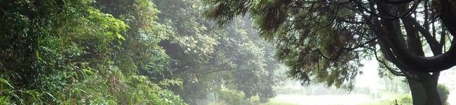 TY_Yoshi223's header image
