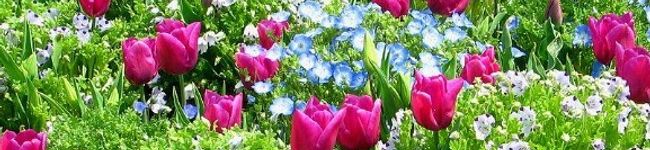 観華子's header image