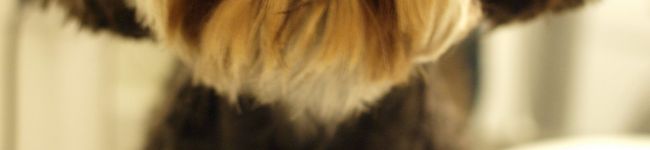 monchu's header image