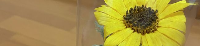 marashi802's header image