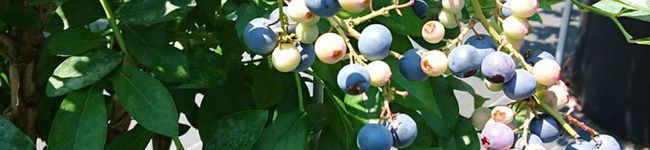 berry☆Blue's header image