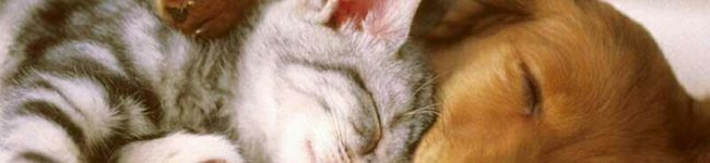 ta_cha's header image