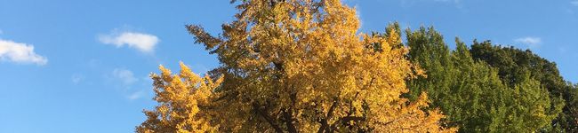mamarl's header image