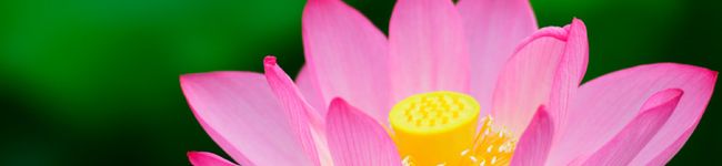 花実（かじつ）'s header image