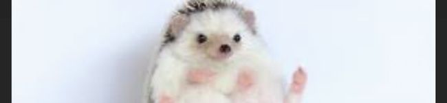 kabocyatan's header image
