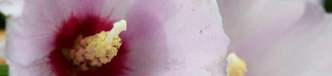 cookbyyui's header image