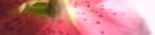 Yayoiii's header image