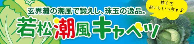 若松潮風®キャベツ's header image